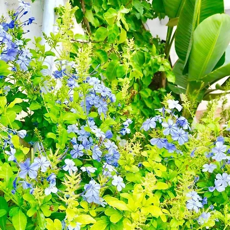 Apart-hotel Les Lilas